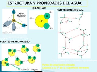 ORGÁNICAS: Pr, Ac. Nucleicos, HC, L (macromol.)ESTRUCTURA Y FUNCIÓN DE MACROMOLÉCULASPOLISACÁRIDOS: polímero de función estructural (celulosa) o de almacen de energía (glucógeno)AC. NUCLEICOS: polímeros de 4 nucleótidos con función en el almacenamiento, transmisión y expresión de la información genética.PROTEINAS: combinación de 20 aa. Distintas funciones (catalítica, estructural, transporte, hormonas, anticuerpos, receptores.LIPIDOS: no polimeriza, se asocian. Función estructural o funcional. 
