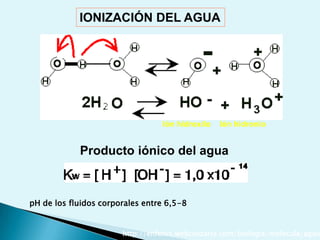  Soluciones tampónPOLARIDADRED TRIDIMENSIONALPUENTES DE HIDRÓGENOhttp://www.puc.cl/quimica/agua/estructura.htmESTRUCTURA Y PROPIEDADES DEL AGUAhttp://enfenix.webcindario.com/biologia/molecula/aguestru.htmlPunto de ebullición elevadoLíquida a la Tª de la superficie terrestre