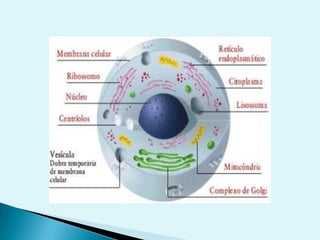 Moléculas anfipáticasPROPIEDADES HIDRÓFILAS E HIDRÓFOBASAcidos grasos y detergentesMonocapasMicelasBicapas“Bioquímica” Mathews, van Holde y Ahern. Addison Wesley 2002
