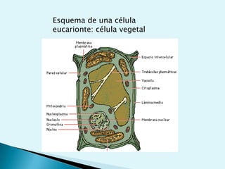  Ionización del agua