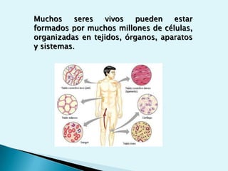 La Célula Es la unidad estructural básica de la vida. Roberto Hooke, Físico inglés en 1665, observó al microscopio cortes de corcho y le dió el nombre de células a las estructuras parecidas a las celdillas de un panal.Años mas tarde el botánico alemán Matias J. Schleiden opinó que todas las plantas estaban formadas por células.Al siguiente año el zoólogo alemán TheodorSchwann. Puntualizó que los animales también están formados por células.Se establece la teoría celular.