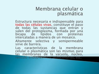 Esquema de una célula eucarionte: célula vegetal