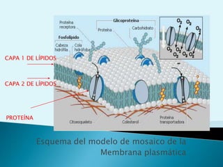 Esquema de una célula eucarionte: célula animal