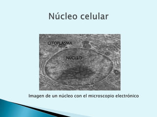 Características generales  de la célulaHay células de forma y tamaño variado, como algunas bacterias con forma cilíndrica, de menos de un micrómetro de longitud .