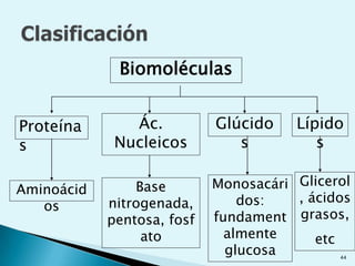 Muchos seres vivos pueden estar formados por muchos millones de células, organizadas en tejidos, órganos, aparatos y sistemas.