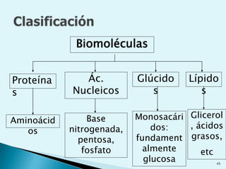 Estructura físico-química y funciones de los componentes celularesProtoplasma: toda la materia de la célula funciona como material vivo incluyendo procesos vitales. Se halla en estado de cambio constante. Es un coloide, el aumento de temperatura, la absorción de otra energía afecta a las condiciones.