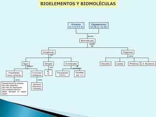 CAPA 1 DE LÍPIDOSCAPA 2 DE LÍPIDOSPROTEÍNAEsquema del modelo de mosaico de laMembrana plasmática