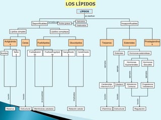 Núcleo celularCITOPLASMANÚCLEOImagen de un núcleo con el microscopio electrónico