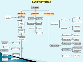 Composición de una célula de Escherichia Coli42