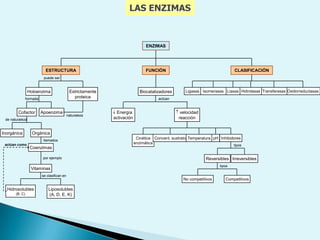 43Funciones de las biomoléculasEstructural de membranaReservaLípidosProtecciónTransporteHormonal