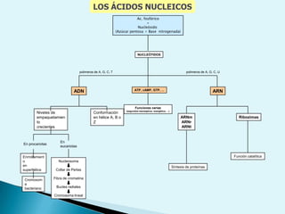 44ClasificaciónBiomoléculasÁc. NucleicosGlúcidosLípidosProteínasGlicerol, ácidos grasos,etcMonosacáridos: fundamentalmente glucosaBase nitrogenada, pentosa, fosfatoAminoácidos
