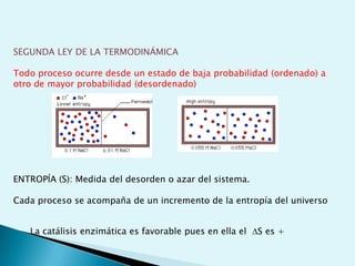 Escala de pHEs la forma de medir el grado de acidez de una disolución. pH = - log [ H + ]Existen varios procesos bioquímicos, se encuentran determinados por el pH como el transporte de oxígeno en la sangre.Las soluciones básicas tienen valores de pH mayores de 7.0  las soluciones ácidas tienen valores de pH menores de 7.0 . 