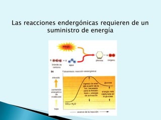 Bioenergética y composición molecular de las células