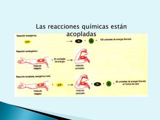 Objetivos: Entender las leyes de la termodinámica y su relación con los sistemas vivientes