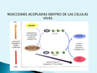 Reconocer las principales moléculas biológicas