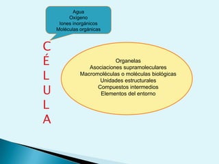 Identificar los grupos funcionales