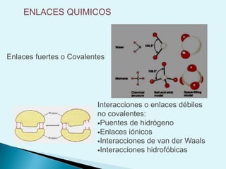 Las reacciones exergónicas liberan energía