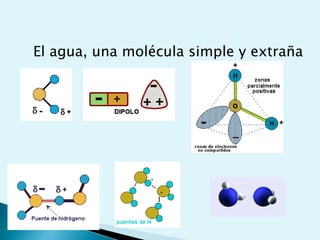 75-80%Agua, iones inorgánicos, moléculas orgánicas (azúcares, ácidos grasos, vitaminas)20-25%Macromoléculas: proteínas, polisacáridos, lípidos, ácidos nucleicosAlmacenan y distribuyen energíaMensajeros químicosH2O, iones, moléculasorgánicas pequeñas, monómerosPROTEINASPOLISACARIDOSpolímerosLIPIDOSACIDOS NUCLEICOS