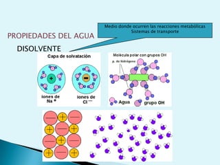 Todos los sistemas vivientes están constituidos, cualitativa y cuantitativamente por los mismos elementos químicos.De todos los elementos que se hallan en la corteza terrestre, sólo unos 25 son componentes de los sistemas vivientes .Algunos elementos concretos poseen propiedades físico-químicas idóneas acordes con los procesos químicos que se desarrollan en los sistemas vivientesELEMENTOS BIOGÉNICOS o BIOELEMENTOS