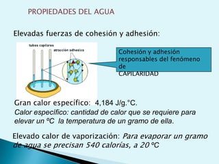  Atendiendo a su abundancia (no importancia) se pueden agrupar en tres categorías:Bioelementos primarios o principales: C, H, O, NBioelementos secundarios: S, P, Mg, Ca, Na, K, ClLos encontramos formando parte de todos los seres vivos, y en una proporción del 4,5% Oligoelementos: elementos químicos presentes en los organismos en trazas, pero indispensables para su desarrollo armónico.Los sistemas vivientes poseen 60 oligoelementos.De ellos 14 pueden considerarse comunes a todos:Fe, Mn, Cu, Zn, F, I, B, Si, Va, Cr, Co, Se, Mo y Sn