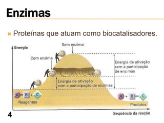    Proteínas que atuam como biocatalisadores.
 