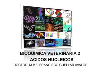 BIOQUIMICA VETERINARIA 2
       ACIDOS NUCLEICOS
DOCTOR: M.V.Z. FRANCISCO CUELLAR AVALOS.
 