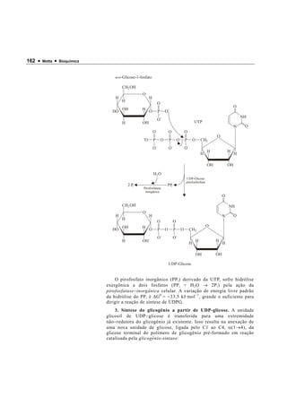162 •   Motta   •   Bioquímica



                                     α-D-Glicose-1-fosfato

                                         CH2 OH
                                                    O
                                     H                    H
                                         H
                                                                  O
                                                                                                                                    O
                                         OH         H
                                    HO                    O       P       O
                                                                                                                                         NH
                                                                  O
                                         H          OH                                                UTP
                                                                                                                                     N    O
                                                              O               O               O
                                                                                                                       O
                                                      O       P       O       P       O       P       O       CH2
                                                              O               O               O
                                                                                                                  H             H
                                                                                                              H                      H

                                                                                                                  OH            OH

                                                              H2 O
                                                                                              UDP-Glicose
                                                                                              pirofosforilase
                                             2 Pi                         PPi
                                                     Pirofosfatase
                                                      inorgânica
                                                                                                                            O

                                         CH2 OH                                                                                 NH
                                                    O
                                     H                    H                                                                 N       O
                                         H
                                                                  O               O
                                         OH         H                                                             O
                                    HO                    O       P       O       P       O       CH2
                                                                  O               O
                                         H          OH                                                    H            H
                                                                                                  H                         H

                                                                                                          OH           OH

                                                                              UDP-Glicose


                                     O pirofosfato inorgânico (PP i ) derivado da UTP, sofre hidrólise
                                 exergônica a dois fosfatos (PP i + H 2 O → 2P i ) pela ação da
                                 pirofosfatase − inorgânica celular. A variação de energia livre padrão
                                 da hidrólise do PP i é ∆ G 0’ = − 33,5 kJ·mol −1 , grande o suficiente para
                                 dirigir a reação de síntese de UDPG.
                                     3. Síntese do glicogênio a partir de UDP-glicose. A unidade
                                 glicosil de UDP − glicose é transferida para uma extremidade
                                 não − redutora do glicogênio já existente. Isso resulta na anexação de
                                 uma nova unidade de glicose, ligada pelo C1 ao C4, α (1 → 4), da
                                 glicose terminal do polímero de glicogênio pré-formado em reação
                                 catalisada pela glicogênio-sintase:
 