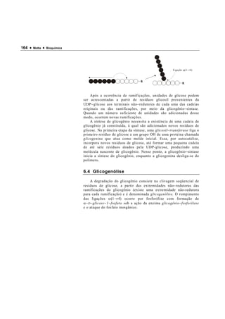 164 •   Motta   •   Bioquímica




                                                                                          Ligação   (1   6)




                                     Após a ocorrência de ramificações, unidades de glicose podem
                                 ser acrescentadas a partir de resíduos glicosil provenientes da
                                 UDP − glicose aos terminais não − redutores de cada uma das cadeias
                                 originais ou das ramificações, por meio da glicogênio − sintase.
                                 Quando um número suficiente de unidades são adicionadas desse
                                 modo, ocorrem novas ramificações.
                                     A síntese de glicogênio necessita a existência de uma cadeia de
                                 glicogênio já constituída, à qual são adicionados novos resíduos de
                                 glicose. Na primeira etapa da síntese, uma glicosil − transferase liga o
                                 primeiro resíduo de glicose a um grupo OH de uma proteína chamada
                                 glicogenina que atua como molde inicial. Essa, por autocatálise,
                                 incorpora novos resíduos de glicose, até formar uma pequena cadeia
                                 de até sete resíduos doados pela UDP-glicose, produzindo uma
                                 molécula nascente de glicogênio. Nesse ponto, a glicogênio − sintase
                                 inicia a síntese do glicogênio, enquanto a glicogenina desliga-se do
                                 polímero.


                                 6.4 Glicogenólise

                                     A degradação do glicogênio consiste na clivagem seqüencial de
                                 resíduos de glicose, a partir das extremidades não − redutoras das
                                 ramificações do glicogênio (existe uma extremidade não-redutora
                                 para cada ramificação) e é denominada glicogenólise. O rompimento
                                 das ligações α (1 → 4) ocorre por fosforólise com formação de
                                 α− D − glicose − 1 − fosfato sob a ação da enzima glicogênio − fosforilase
                                 e o ataque do fosfato inorgânico.
 
