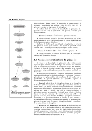 166 •   Motta    •   Bioquímica


                                             não-ramificado. Desse modo, é explicado o aparecimento de
                                             pequenas quantidades de glicose livre (8 − 10%) em vez de
         Glucagon/Adrenalina
                                             glicose − 1 − fosfato na degradação do glicogênio.
                                                 O produto final das reações de degradação do glicogênio é a
                                             glicose − 1 − fosfato que é convertida em glicose − 6 − fosfato pela
                                             fosfoglicomutase:
                 Receptor
                proteína G                                                  Fosfoglicomutase
                                                     Glicose − 1 − fosfato ←    → glicose − 6 − fosfato
                                                                                         
                                                 A fosfoglicomutase requer a glicose − 1,6 − bifosfato que exerce
                                             papel análogo ao do 2,3 − bifosfoglicerato na reação catalisada pela
                Proteína G                   fosfogliceromutase (ver Glicólise).
                                                 A glicose − 6 − fosfato pode ser utilizada pela glicólise ou pela via
                                             das pentoses-fosfato (ver adiante). No fígado, a glicose-6-fosfato
                                             também sofre a ação da glicose − 6 − fosfatase para formar glicose:
                Adenilato
                 ciclase                           Glicose − 6 − fosfato + H 2 O Gli cos e −6  → glicose + P i
                                                                                     −fosfatase
                                                 A glicose resultante é liberada da célula para a circulação e
                                             transportada para outros tecidos.
                  AMPc

                                             6.5 Regulação do metabolismo do glicogênio

                Proteína
                                                 A síntese e a degradação do glicogênio são cuidadosamente
                cinase A                     reguladas para evitar a perda de energia. As enzimas das diferentes
                                             vias, a glicogênio − fosforilase e a glicogênio − sintase nas formas a
                                             (ativa) e b (inativa ou pouco ativa), são reguladas pelo controle
                             Fosforilase     alostérico e pela modificação covalente das enzimas modulada por
                               cinase        hormônios.
                                                 A atividade dessas enzimas é, também, amplamente dependente
                                             da disponibilidade de vários intermediários e co-fatores. Portanto, a
                                             glicogênese e a glicogenólise são reguladas de tal modo que as
    Glicogênio                Glicogênio     quantidades de glicose liberadas são ajustadas segundo as
      sintase                 fosforilase
                                             necessidades do organismo.
                                                 1. Controle alostérico. A glicogênio-sintase e a glicogênio-
       Inibe                   Promove       fosforilase estão sob controle alostérico por diferentes efetores. A
    Glicogênio               glicogenolise   forma inativa (ou pouco ativa) da glicogênio-fosforilase encontrada
      sintase
                                             no músculo em repouso, é denominada glicogênio − fosforilase b, e é
  Figura 6.8
                                             ativada por AMP e inibida por ATP e glicose − 6 − fosfato. A
  Resumo da regulação da glicogênio-         glicogênio − sintase, ao contrário, é ativada pela glicose − 6 − fosfato.
  sintase e da glicogênio-fosforilase        Desse modo, em presença de teores baixos de ATP e de
                                             glicose − 6 − fosfato, mas elevados de AMP, a glicogênio − fosforilase é
                                             estimulada e a glicogênio − sintase é inibida, o que favorece a
                                             degradação do glicogênio. Por outro lado, quando os teores de ATP e
                                             glicose − 6 − fosfato estão elevados, a glicogênio-sintase é estimulada e
                                             favorece a síntese do glicogênio.
                                                 2. Regulação por modificação covalente. A interconversão das
                                             formas a e b da glicogênio-sintase e da glicogênio − fosforilase é
                                             regulada reciprocamente por meio de fosforilação − defosforilação
                                             (quando uma enzima é estimulada a outra é inibida) e são catalisadas
                                             por enzimas que estão sob controle hormonal (insulina, glucagon e
                                             adrenalina) ou estímulo nervoso (íons Ca 2+ ).
 