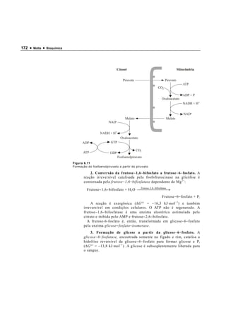 172 •   Motta   •   Bioquímica




                                                              Citosol                                     Mitocôndria


                                                                   Piruvato                    Piruvato
                                                                                                             ATP
                                                                                         CO2

                                                                                                             ADP + P
                                                                                            Oxaloacetato
                                                                                                             NADH + H+


                                                                                                              NAD+
                                                                     Malato                    Malato
                                                        NAD+


                                                   NADH + H+
                                                                  Oxaloacetato
                                       ADP                GTP

                                                                              CO2
                                       ATP               GDP
                                                                Fosfoenolpiruvato
                                 Figura 6.11
                                 Formação do fosfoenolpiruvato a partir do piruvato

                                            2. Conversão da frutose − 1,6 − bifosfato a frutose − 6 − fosfato. A
                                        reação irreversível catalisada pela fosfofrutocinase na glicólise é
                                        contornada pela frutose − 1,6 − bifosfatase dependente de Mg 2+ :

                                          Frutose − 1,6 − bifosfato + H 2 O   6− bifosfatase →
                                                                             Frutose−1,
                                                                                          
                                                                                            Frutose − 6 − fosfato + P i
                                             A reação é exergônica ( ∆ G °′ = − 16,3 kJ·mol −1 ) e também
                                        irreversível em condições celulares. O ATP não é regenerado. A
                                        frutose − 1,6 − bifosfatase é uma enzima alostérica estimulada pelo
                                        citrato e inibida pelo AMP e frutose − 2,6 − bifosfato.
                                          A frutose-6-fosfato é, então, transformada em glicose − 6 − fosfato
                                        pela enzima glicose − fosfato − isomerase.
                                             3. Formação de glicose a partir da glicose − 6 − fosfato. A
                                        glicose − 6 − fosfatase, encontrada somente no fígado e rim, catalisa a
                                        hidrólise reversível da glicose − 6 − fosfato para formar glicose e P i
                                        ( ∆ G °′ = − 13,8 kJ·mol −1 ) A glicose é subseqüentemente liberada para
                                        o sangue.
 