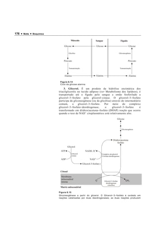 176 •   Motta   •   Bioquímica


                                              Músculo                     Sangue                            Fígado

                                      Glicose                               Glicose                                   Glicose

                                            Glicólise                                                      Gliconeogênese



                                     Piruvato                                                                        Piruvato


                                            Transaminação                                                  Transaminação



                                      Alanina                             Alanina                                     Alanina

                                  Figura 6.14
                                  Ciclo da glicose alanina

                                      3. Glicerol. É um produto da hidrólise enzimática dos
                                 triacilgliceróis no tecido adiposo (ver Metabolismo dos lipídeos), é
                                 transportado até o fígado pelo sangue e então fosforilado a
                                 glicerol − 3 − fosfato pela glicerol − cinase. O glicerol − 3 − fosfato
                                 participa da gliconeogênese (ou da glicólise) através do intermediário
                                 comum,        o     glicerol − 3 − fosfato. Por meio      do      complexo
                                 glicerol − 3 − fosfato − desidrogenase,     o   glicerol − 3 − fosfato   é
                                 transformado em diidroxiacetona − fosfato (DHAP) reação que ocorre
                                 quando o teor de NAD + citoplasmático está relativamente alto.

                                                                                                       Glicose



                                                                                                             Gliconeogênese




                                                                                                 Diidroxiacetona
                                                                                                     fosfato
                                         Glicerol
                                  ATP                          NADH, H +
                                                Glicerol                         Complexo da glicerol
                                                cinase                           3-fosfato-desidrogenase
                                  ADP                               NAD +
                                                            Glicerol-3-fosfato


                                  Citosol

                                   Membrana
                                   mitocondrial
                                                                          Q           Glicerol-3-fosfato          QH2
                                   interna
                                                                                       desidrogenase
                                                                                          citosólica
                                  Matriz mitocondrial

                                 Figura 6.15
                                 Gliconeogênese a partir do glicerol. O Glicerol − 3 − fosfato é oxidado em
                                 reações catalisadas por duas desidrogenases; as duas reações produzem
 
