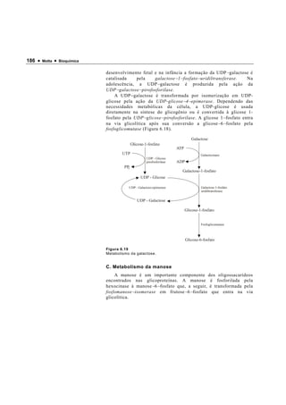 186 •   Motta   •   Bioquímica


                                 desenvolvimento fetal e na infância a formação da UDP − galactose é
                                 catalisada    pela      galactose − 1 − fosfato − uridiltransferase.  Na
                                 adolescência, a UDP − galactose é produzida pela ação da
                                 UDP − galactose − pirofosforilase.
                                     A UDP − galactose é transformada por isomerização em UDP-
                                 glicose pela ação da UDP-glicose − 4 − epimerase. Dependendo das
                                 necessidades metabólicas da célula, a UDP-glicose é usada
                                 diretamente na síntese do glicogênio ou é convertida à glicose 1-
                                 fosfato pela UDP − glicose − pirofosforilase. A glicose 1 − fosfato entra
                                 na via glicolítica após sua conversão a glicose − 6 − fosfato pela
                                 fosfoglicomutase (Figura 6.18).

                                                                                  Galactose

                                                                         ATP
                                         UTP                                            Galactocinase
                                                       UDP - Glicose
                                                       pirofosforilase   ADP
                                          PPi
                                                                           Galactose-1-fosfato
                                                   UDP - Glicose

                                            UDP - Galactose-epimerase                   Galactose-1-fosfato
                                                                                        uridiltransferase

                                                 UDP - Galactose

                                                                               Glicose-1-fosfato


                                                                                        Fosfoglicomutase



                                                                               Glicose-6-fosfato

                                 Figura 6.19
                                 Metabolismo da galactose.


                                 C. Metabolismo da manose
                                     A manose é um importante componente dos oligossacarídeos
                                 encontrados nas glicoproteínas. A manose é fosforilada pela
                                 hexocinase à manose − 6 − fosfato que, a seguir, é transformada pela
                                 fosfomanose − isomerase em frutose − 6 − fosfato que entra na via
                                 glicolítica.
 
