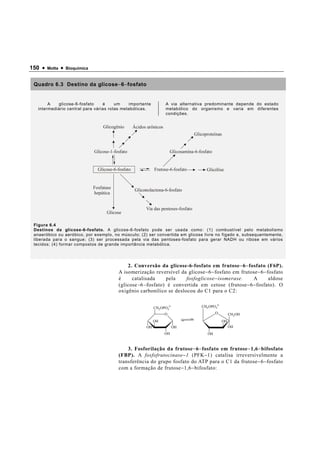 150 •   Motta   •   Bioquímica


 Quadro 6.3 Destino da glicose − 6 − fosfato


        A   glicose-6-fosfato     é     um    importante                 A via alternativa predominante depende do estado
   intermediário central para várias rotas metabólicas.                  metabólico do organismo e varia em diferentes
                                                                         condições.


                                      Glicogênio       Ácidos urônicos
                                                                                          Glicoproteínas


                                 Glicose-1-fosfato                            Glicosamina-6-fosfato


                                   Glicose-6-fosfato               Frutose-6-fosfato            Glicólise


                                 Fosfatase
                                                        Gliconolactona-6-fosfato
                                 hepática


                                                             Via das pentoses-fosfato
                                       Glicose

 Figura 6.4
 Destinos da glicose-6-fosfato. A glicose-6-fosfato pode ser usada como: (1) combustível pelo metabolismo
 anaeróbico ou aeróbico, por exemplo, no músculo; (2) ser convertida em glicose livre no fígado e, subsequentemente,
 liberada para o sangue; (3) ser processada pela via das pentoses-fosfato para gerar NADH ou ribose em vários
 tecidos; (4) formar compostos de grande importância metabólica.




                                                 2. Conversão da glicose-6-fosfato em frutose − 6 − fosfato (F6P).
                                             A isomerização reversível da glicose − 6 − fosfato em frutose − 6 − fosfato
                                             é     catalisada       pela    fosfoglicose − isomerase.    A        aldose
                                             (glicose − 6 − fosfato) é convertida em cetose (frutose − 6 − fosfato). O
                                             oxigênio carbonílico se deslocou do C1 para o C2:


                                                                   CH2 OPO3
                                                                             2-              CH2 OPO32-

                                                                         O                            O        CH2 OH
                                                                   OH                                     OH
                                                              OH                  OH                           OH
                                                                         OH                     OH



                                                 3. Fosforilação da frutose − 6 − fosfato em frutose − 1,6 − bifosfato
                                             (FBP). A fosfofrutocinase − 1 (PFK − 1) catalisa irreversivelmente a
                                             transferência do grupo fosfato do ATP para o C1 da frutose − 6 − fosfato
                                             com a formação de frutose − 1,6 − bifosfato:
 