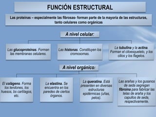 FUNCIÓN ESTRUCTURAL
A nivel orgánico:
El colágeno. Forma
los tendones, los
huesos, bs cartílagos,
etc.
La elastina. Se
encuentra en los
paredes de ciertos
órganos.
La queratina. Está
presenten en diversas
estructuras
epidérmicas (uñas,
pelos).
Las arañas y los gusanos
de seda segregan
fibroina para fabricar las
telas de araña y los
capullos de seda,
respectivamente.
A nivel celular:
Las glucoproteínas. Forman
las membranas celulares.
Las histonas. Constituyen los
cromosomas.
La tubulina y la actina.
Forman el citoesqueleto, y los
cilios y los flagelos.
Las proteínas – especialmente las fibrosas- forman parte de la mayoría de las estructuras,
tanto celulares como orgánicas
 