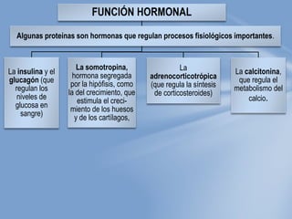 FUNCIÓN HORMONAL
La insulina y el
glucagón (que
regulan los
niveles de
glucosa en
sangre)
Algunas proteínas son hormonas que regulan procesos fisiológicos importantes.
La somotropina,
hormona segregada
por la hipófisis, como
la del crecimiento, que
estimula el creci-
miento de los huesos
y de los cartílagos,
La
adrenocorticotrópica
(que regula la síntesis
de corticosteroides)
La calcitonina,
que regula el
metabolismo del
calcio.
 