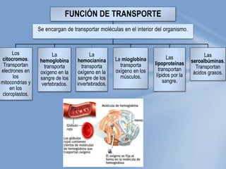 FUNCIÓN DE TRANSPORTE
Los
citocromos.
Transportan
electrones en
los
mitocondrias y
en los
cloroplastos.
La
hemoglobina
transporta
oxígeno en la
sangre de los
vertebrados.
La
hemocianina
transporta
oxígeno en la
sangre de los
invertebrados.
La mioglobina
transporta
oxígeno en los
músculos.
Las
lipoproteínas
transportan
lípidos por la
sangre.
Las
seroalbúminas.
Transportan
ácidos grasos.
Se encargan de transportar moléculas en el interior del organismo.
 