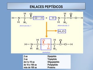 2 aa
3 aa
de 4 a 10 aa
de 10 a 100 aa
más de 100 aa
Dipéptido
Tripéptido
Oligopéptido
Polipéptido
Proteína
ENLACES PEPTÍDICOS
 