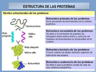 ESTRUCTURA DE LAS PROTEÍNAS
 