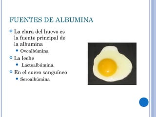 FUENTES DE ALBUMINA
 La clara del huevo es
la fuente principal de
la albumina
 Ovoalbúmina
 La leche
 Lactoalbúmina.
 En el suero sanguíneo
 Seroalbúmina
 