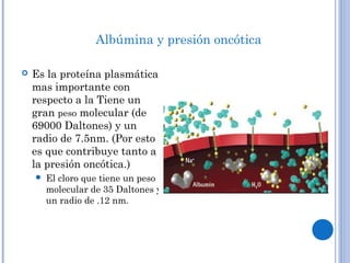  Es la proteína plasmática
mas importante con
respecto a la Tiene un
gran peso molecular (de
69000 Daltones) y un
radio de 7.5nm. (Por esto
es que contribuye tanto a
la presión oncótica.)
 El cloro que tiene un peso
molecular de 35 Daltones y
un radio de .12 nm.
Albúmina y presión oncótica
 