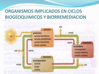 ORGANISMOS IMPLICADOS EN CICLOS
BIOGEOQUIMICOS Y BIORREMEDIACION
 