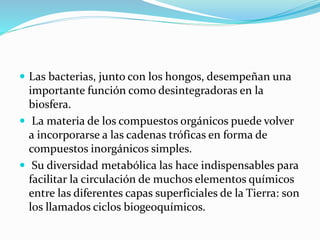  Las bacterias, junto con los hongos, desempeñan una
importante función como desintegradoras en la
biosfera.
 La materia de los compuestos orgánicos puede volver
a incorporarse a las cadenas tróficas en forma de
compuestos inorgánicos simples.
 Su diversidad metabólica las hace indispensables para
facilitar la circulación de muchos elementos químicos
entre las diferentes capas superficiales de la Tierra: son
los llamados ciclos biogeoquímicos.
 