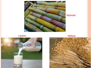 Sacarose
Lactose Maltose
 