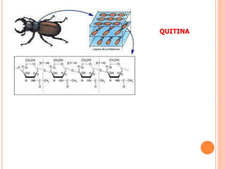 QUITINA
 
