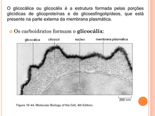  Os carboidratos formam o glicocálix:
O glicocálice ou glicocálix é a estrutura formada pelas porções
glicídicas de glicoproteínas e de glicoesfingolipídeos, que está
presente na parte externa da membrana plasmática.
 