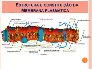 ESTRUTURA E CONSTITUIÇÃO DA
MEMBRANA PLASMÁTICA
 