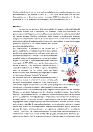 la informaciónderivade que sonheteropolímeros.Cadamonómerode lacadenacontiene una
base heterocíclica, que siempre va unida al C 1´ del azúcar. Existen dos tipos de bases
heterocíclicas que se denominan purinas y pirimidas. El ADN tiene dos purinas (A y G) y dos
pirimidinas (C y T). El ARN posee las mismas bases pero sustituyendo la T por el U.
PROTEINAS
Las proteínas son polímeros de L-α-aminoácidos. En los genes están codificados 20
aminoácidos distintos que se incorporan a las proteínas. Existen otros aminoácidos (no
proteicos) ytambiénhayaminoácidosmodificadosque se hallan en las proteínas. La variedad
de cadenas laterales (hidrófilas, hidrófobas, ácidas, básicas, neutras) permite una gran
complejidadfuncionalenlasproteínas.Esposible realizarvariacionesadicionalesmodificando
algunos aminoácidos después que se han incorporado a las proteínas. La presencia de cargas
positivas y negativas en las cadenas laterales hace que las
proteínas sean polianfólitos.
Los oligopéptidos y polipéptidos se forman por la
polimerizaciónde losaminoácidosmedianteenlacespeptídicos
establesque pueden hodrolizarse fácilmente en presencia de
catalizadores.Lasecuenciadefinidayúnicade los aminoácidos
encada proteínaconstituye suestructuraprimaria,dictadapor
su gen. Las proteínas se sintetizan por medio de la traducción
que requiere de ATP;al ARNmcorrespondiente a una proteína
se une al ribosoma y cada aminoácido específico se acopla a
una determinadamolécula de ARNt; un triplete anticodón del
ARNt se empareja con un triplete codón del ARNm
transferiéndose unoaunosiendoque lalongitudesta limitada
a tripletes específicos de “iniciación” y “parada”.
Las moléculas proteicas se organizan de manera característica
en distintos niveles. El primer nivel, o nivel primario, es la
secuencia de aminoácidos, dictada por el gen. Esta secuencia
determinael plegadolocal (estructurasecundaria),el plegado global (estructura terciaria) y la
organización en estructuras múltiples subunidades (estructura cuaternaria).
Las proteínaspuedenagruparse endosgrandescategorías:fibrosasyglobulares.Las proteínas
fibrosas son alargadas, habitualmente de estructura secundaria regular, y desempeñan
funcionesestructuralesen la célula y el organismo. Son ejemplos importantes las queratinas
(hélice α),lasfibroínas(láminaβ),el colágeno(triple hélice) ylaelastina(ovillosaleatorios con
enlaces cruzados). Las proteínas globulares presentan estructuras terciarias más complejas y
se pliegan en formas compactas que suelen contener dominios definidos. Diversos factores
determinanlaestabilidad de las proteínas globulares: la entropía conformacional, la entalpia
debido a los enlaces no covalentes internos, el efecto hidrófobo y los enlaces disulfuro. El
plegado de muchas proteínas globulares se espontánea y rápidamente en condiciones
“nativas”. En la célula, las chaperoninas impiden la formación de estructuras incorrectas o
interacciones no deseadas; incluso cuando están plegadas son estructuras dinámicas que
experimentandiversostipos de movimientosinternos y, la mayoría existen y funcionan como
 