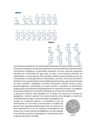 Los derivadosimportantesde losmonosacáridoscomprendenlosésteres fosfato, los ácidos y
laslactonas,losalditoles,aminoazúcaresyglúcidos.Losésteresfosfatoson importantes como
intermediarios metabólicos; los glucósidos constituyen una clase amplia de compuestos
formados por la eliminación de agua entre un azúcar y otro compuesto hidróxilo. Los
oligosacáridos y los polisacáridos están formados mediante enlaces glucosídicos entre los
monosacáridos; el enlace glucosídico es metaestable y, por tanto, las enzimas controlan su
hidrólisisinvivo.Lospolisacáridos tienenmúltiplestiposde funciones,comoel almacenmiento
de azúcar (almidón y glucógeno), funciones estructurales (celulosa, xilanos, quitina,
glucosaminoglicanos, polisacáridos de la pared celular) y marcadores de identificación
(oligosacáridosypolisacáridosde lasglucoproteínasy las superficies celulares). Los antígenos
de los grupos sanguíneos son ejemplos importantes de la función de identificación.
La glucosa se almacena como glucógeno en los tejidos del cuerpo por el proceso de
glucogénesis. Cuando la glucosa no se puede almacenar como glucógeno o convertirse
inmediatamenteaenergía,esconvertidaagrasa. El glucógenoesun
polímero de α-D-glucosa idéntico a la amilopectina, pero las
ramificaciones son mas cortas y mas frecuentes. Las cadenas de
glucosa están organizadas globularmente como las ramas de un
árbol originando de un par de moléculas de glucogenina, una
proteína con un peso molecular de 38,000 que sirve como cebador
enel centro de la estructura. El glucógeno se convierte fácilmente
en glucosa para proveer enbergía.
 