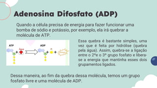 Quando a célula precisa de energia para fazer funcionar uma
bomba de sódio e potássio, por exemplo, ela irá quebrar a
molécula de ATP.
Adenosina Difosfato (ADP)
Essa quebra é bastante simples, uma
vez que é feita por hidrólise (quebra
pela água). Assim, quebra-se a ligação
entre o 2ºe o 3º grupo fosfato e libera-
se a energia que mantinha esses dois
grupamentos ligados.
Dessa maneira, ao fim da quebra dessa molécula, temos um grupo
fosfato livre e uma molécula de ADP.
 