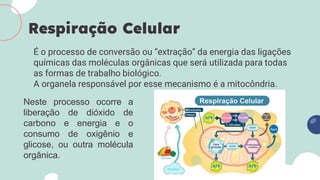 É o processo de conversão ou “extração” da energia das ligações
químicas das moléculas orgânicas que será utilizada para todas
as formas de trabalho biológico.
A organela responsável por esse mecanismo é a mitocôndria.
Respiração Celular
Neste processo ocorre a
liberação de dióxido de
carbono e energia e o
consumo de oxigênio e
glicose, ou outra molécula
orgânica.
 